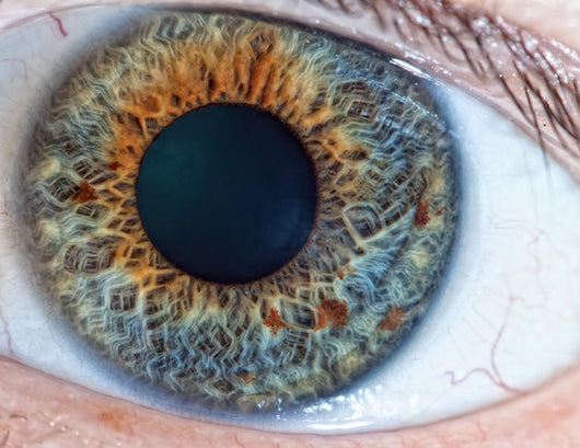 Human Eye Macro