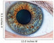 Human Eye Macro