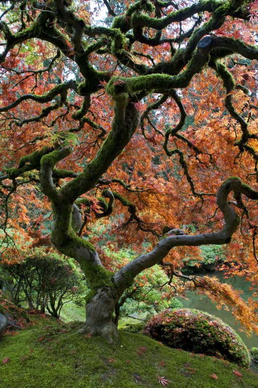 Red Maple Japanese Garden