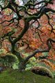 Red Maple Japanese Garden