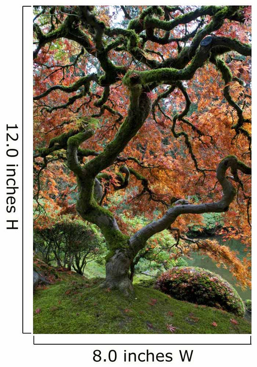 Red Maple Japanese Garden