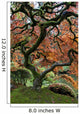Red Maple Japanese Garden