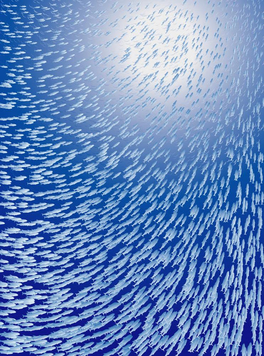 Fish School under Water