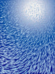 Fish School under Water