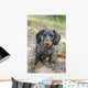 Dapple Daschund Wall Mural