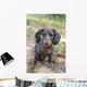 Dapple Daschund Wall Mural