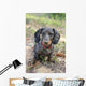 Dapple Daschund Wall Mural