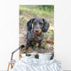 Dapple Daschund Wall Mural