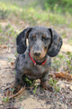 Dapple Daschund Wall Mural
