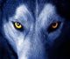 Beautiful Eyes of a Wild Wolf Wall Mural