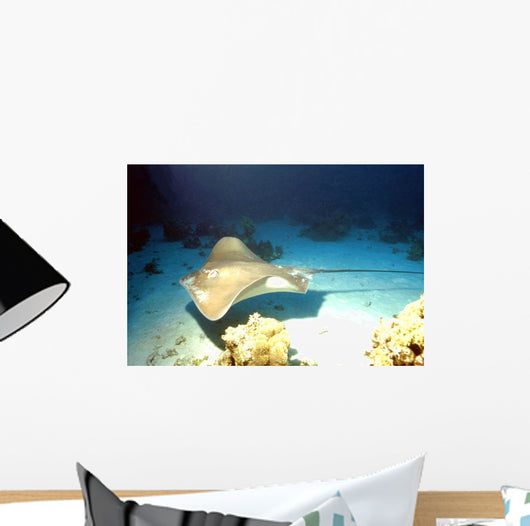 Stechrochen im Vorbeiflug Wall Decal