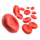 3D Blood Cells Wall Decal