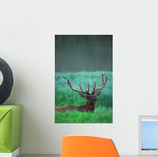 Male Elk With Felt On Antlers Wall Mural
