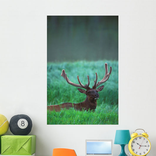 Male Elk With Felt On Antlers Wall Mural