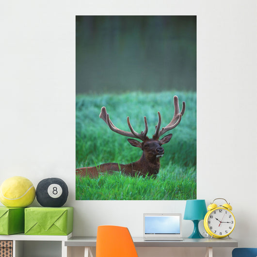 Male Elk With Felt On Antlers Wall Mural