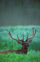 Male Elk With Felt On Antlers Wall Mural