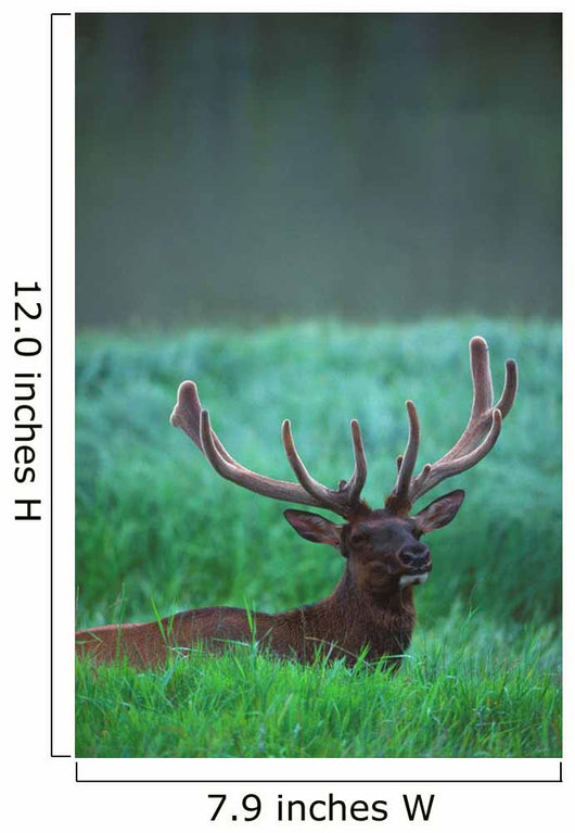 Male Elk With Felt On Antlers Wall Mural