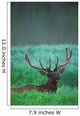 Male Elk With Felt On Antlers Wall Mural