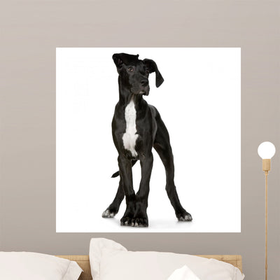 Young Great Dane Wall Decal shown on a wall