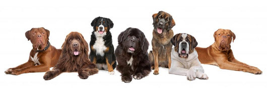 Group Big Dogs Wall Decal