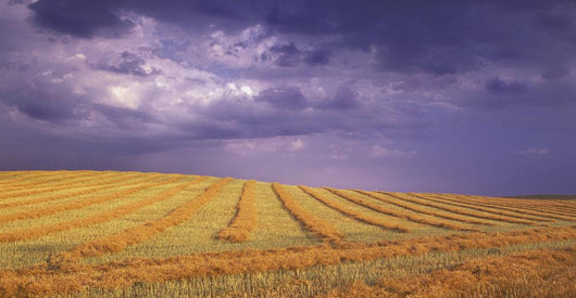 Harvested Field Wall Mural