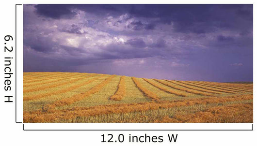 Harvested Field Wall Mural