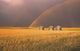 Rainbow Over Wheat Field Wall Mural