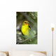Western Bird