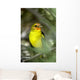 Western Bird