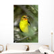 Western Bird