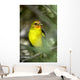 Western Bird