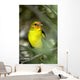 Western Bird