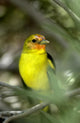 Western Bird