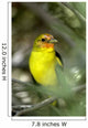 Western Bird