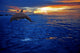 Dolphin Jumping Wall Mural
