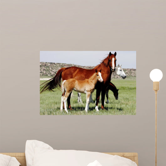 Mares Baby Horses Wall Decal