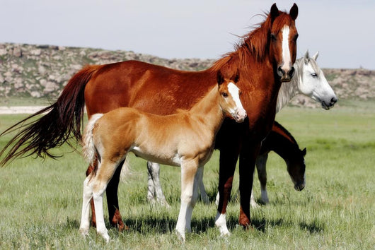 Mares Baby Horses Wall Decal