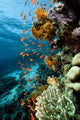 Fish Coral and Ocean Wall Mural