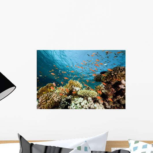 Fish Coral and Ocean Wall Mural