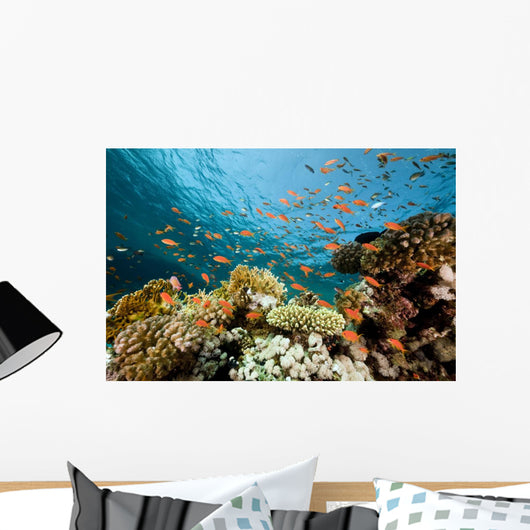 Fish Coral and Ocean Wall Mural