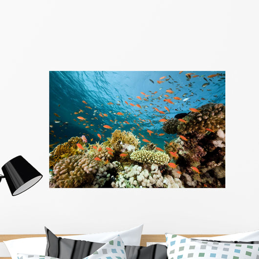 Fish Coral and Ocean Wall Mural