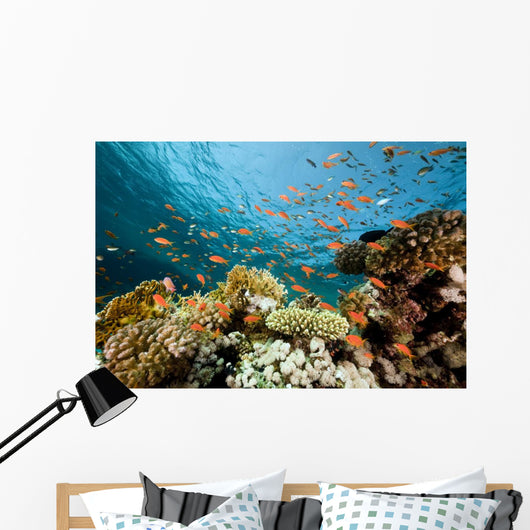Fish Coral and Ocean Wall Mural