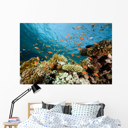Fish Coral and Ocean Wall Mural