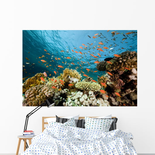 Fish Coral and Ocean Wall Mural