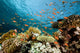 Fish Coral and Ocean Wall Mural