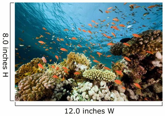 Fish Coral and Ocean Wall Mural