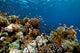 Fish Coral and Ocean Wall Mural