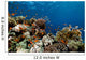Fish Coral and Ocean Wall Mural