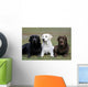 Three Different Labradors Grass