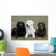 Three Different Labradors Grass